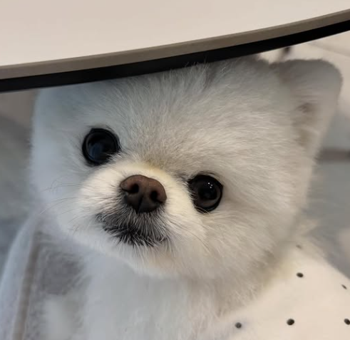 改善前のハヌルくんの写真